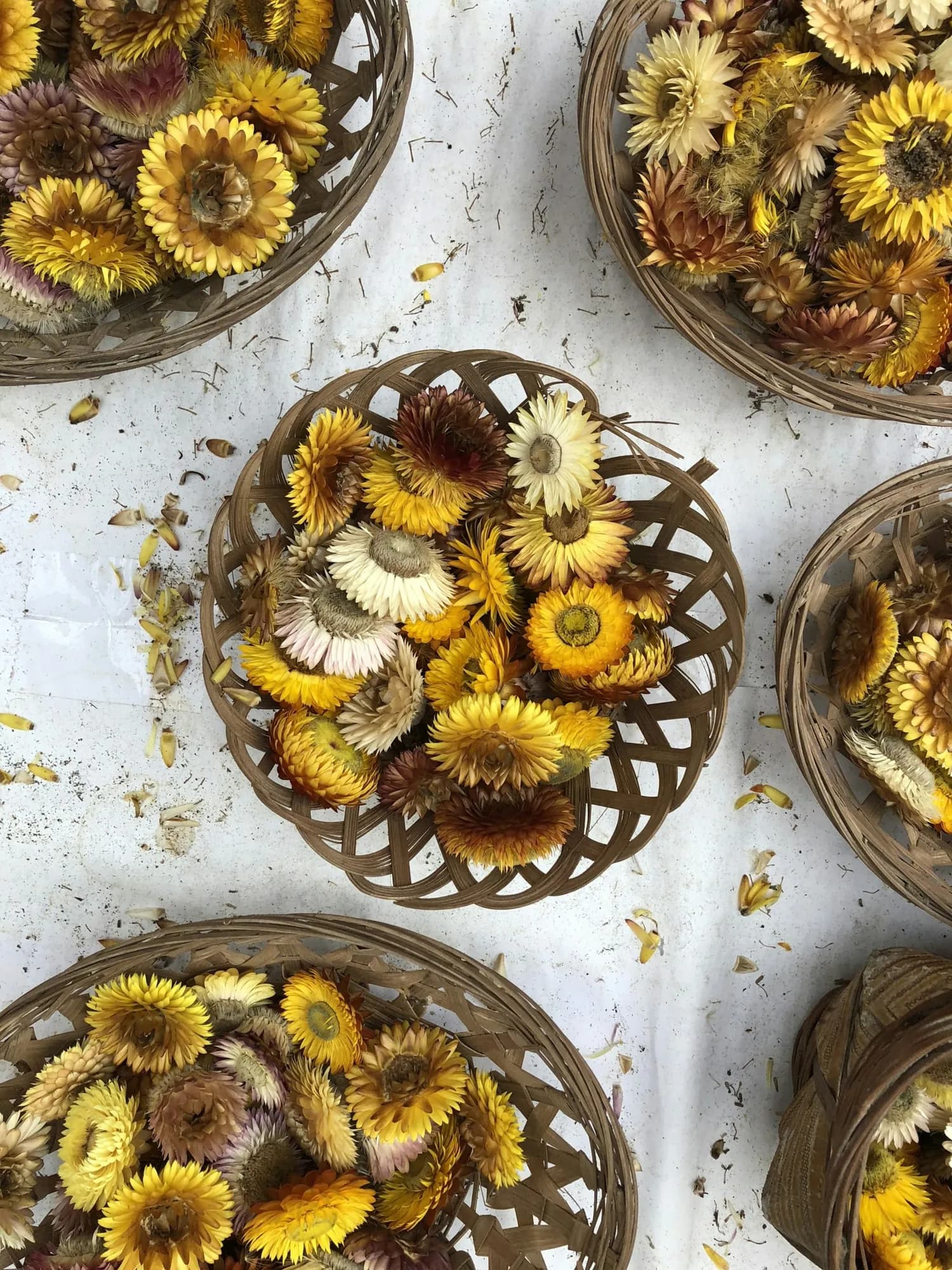 Dried flower heads spread across woven sorting trays