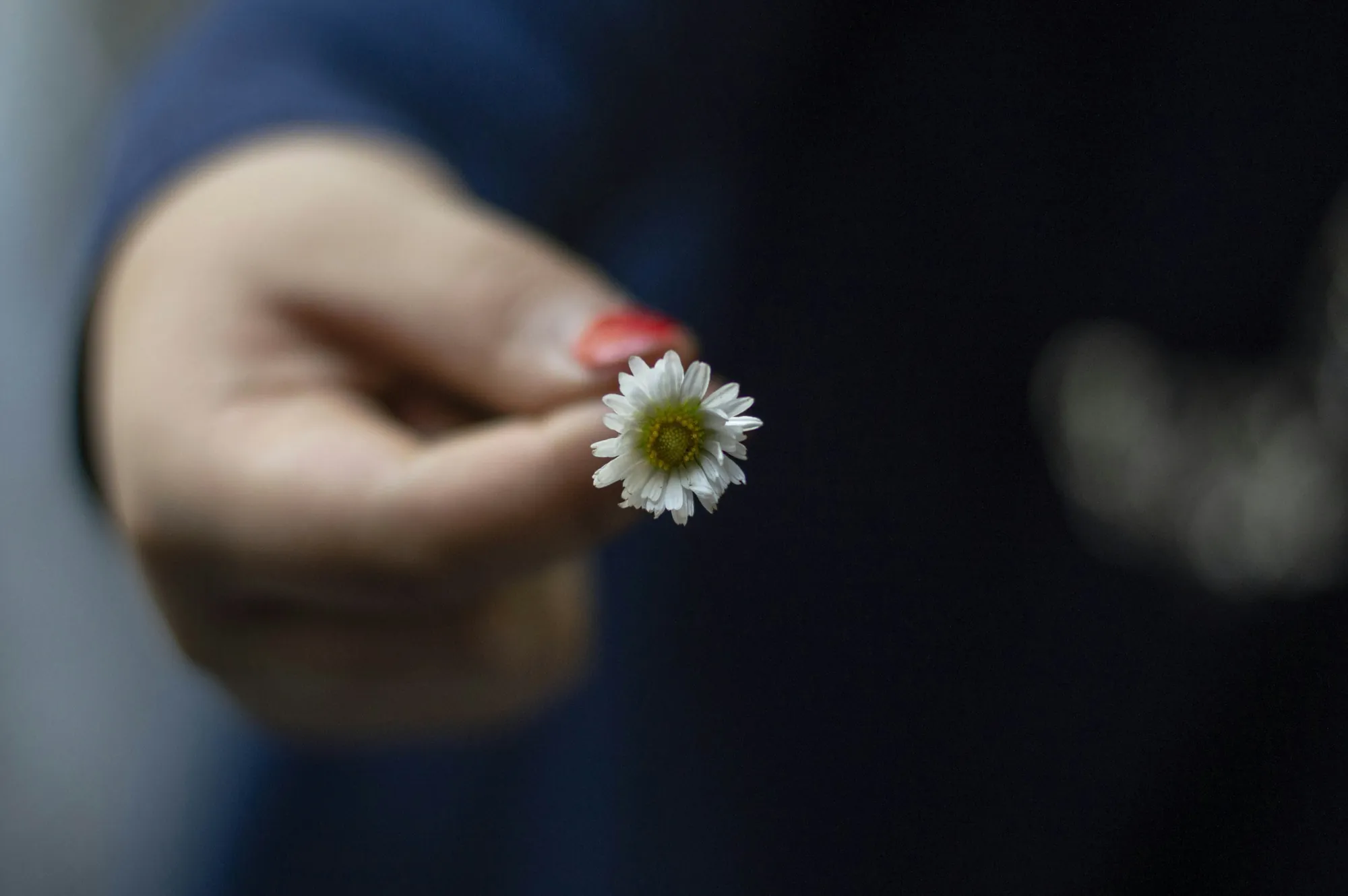 A hand holding out a small white flower