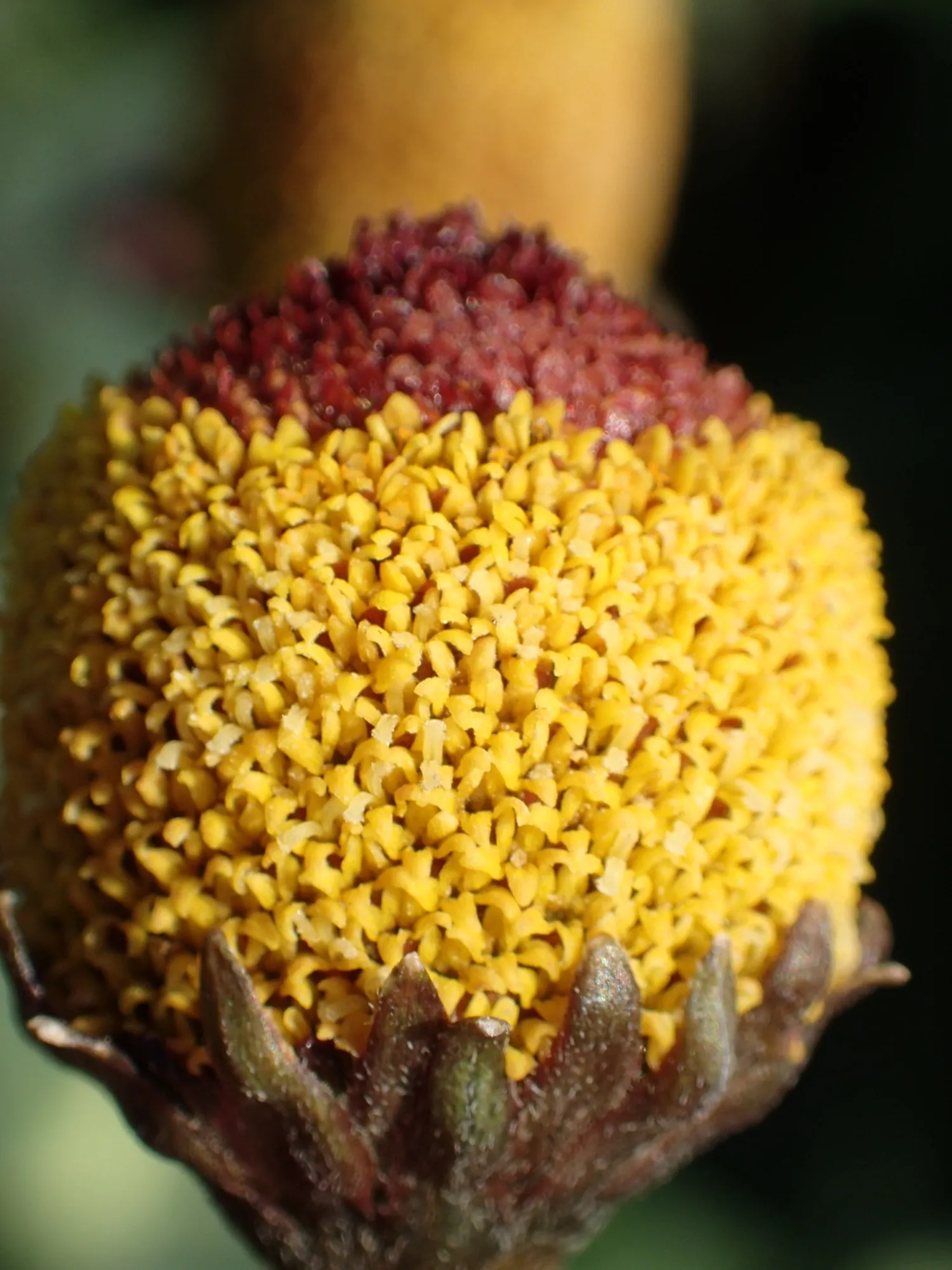 Close-up of a Paracress flower head